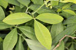 Apalachicola wild indigo